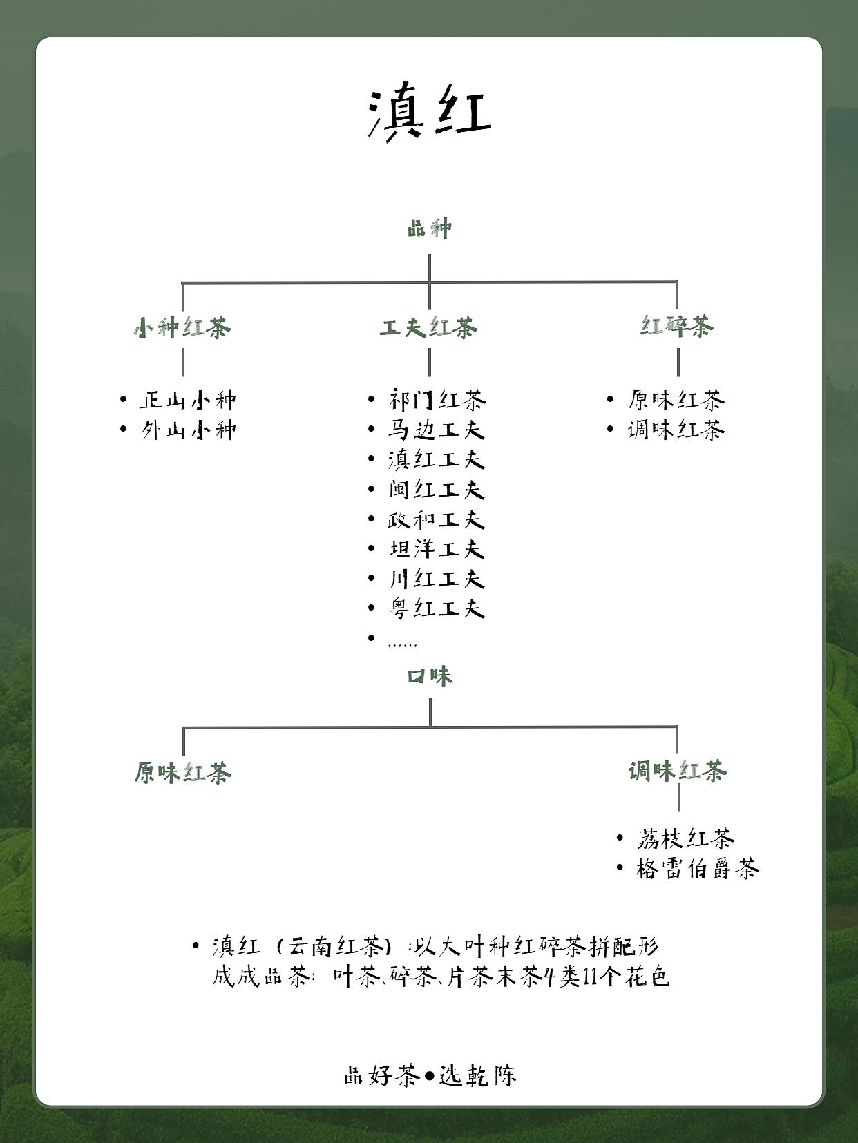 每天一款茶滇红工夫茶