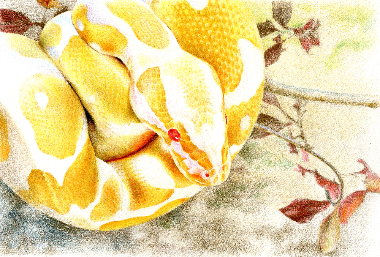 [独立原创彩铅画 · 摄影 | 手绘] 绿瘦蛇123snakejia摄影图片1遲暮