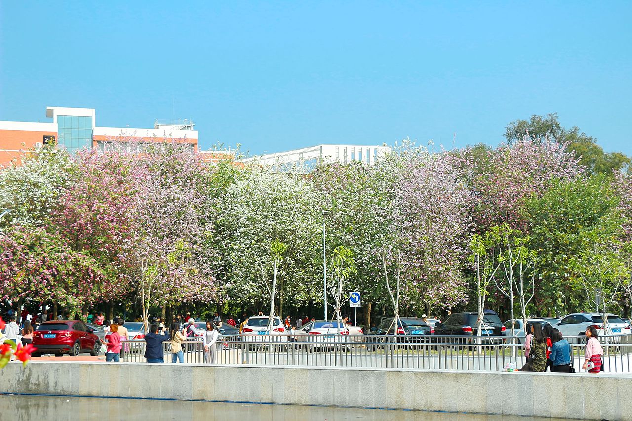 阳春三月在人海中赏花