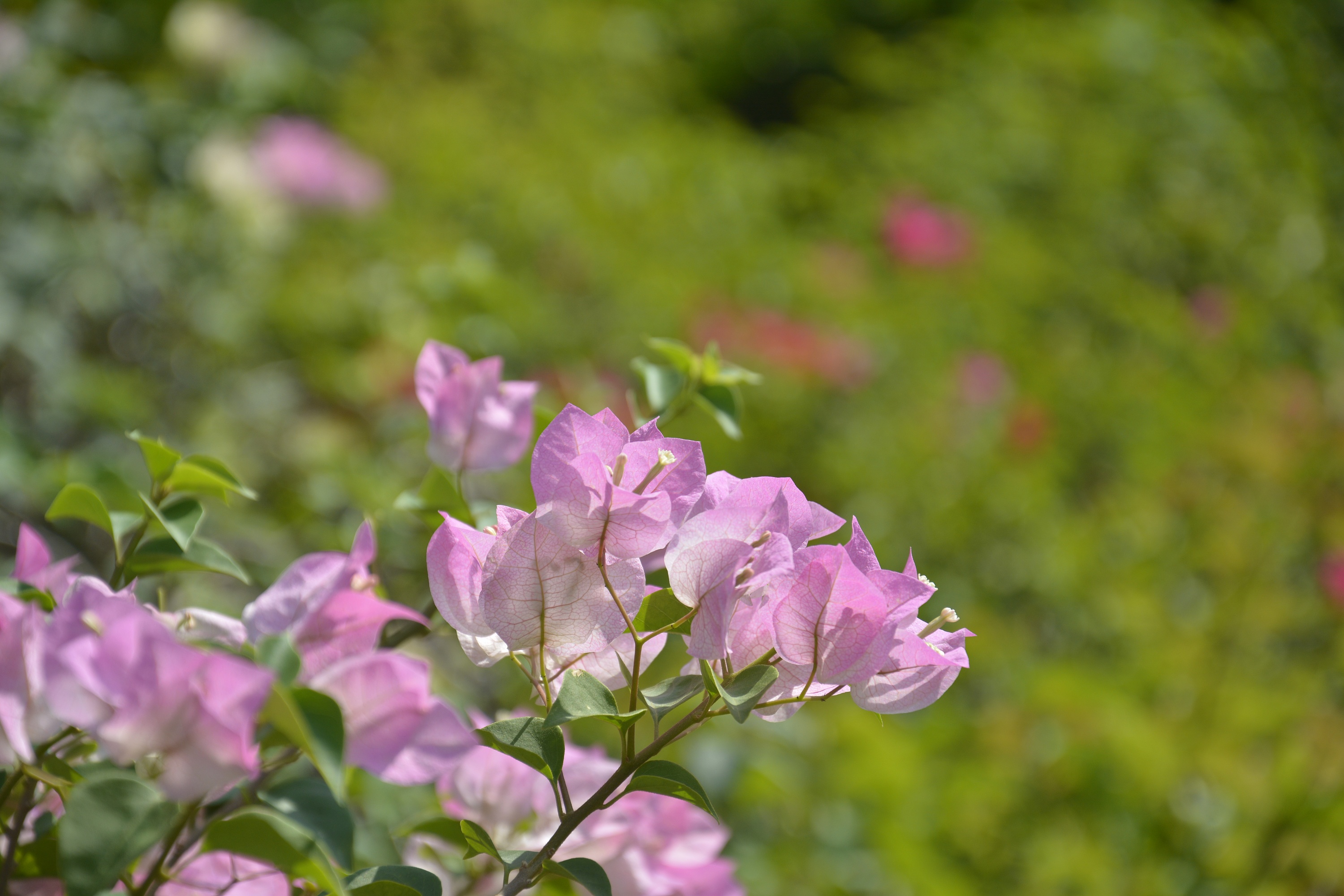 三角梅|摄影|风光|钟芷敏 - 原创作品 - 站酷 (zcool)