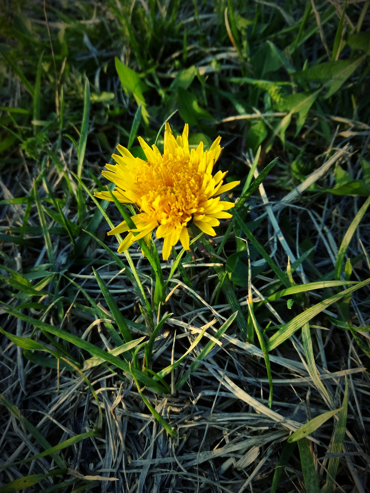 开在春天里的小小野花