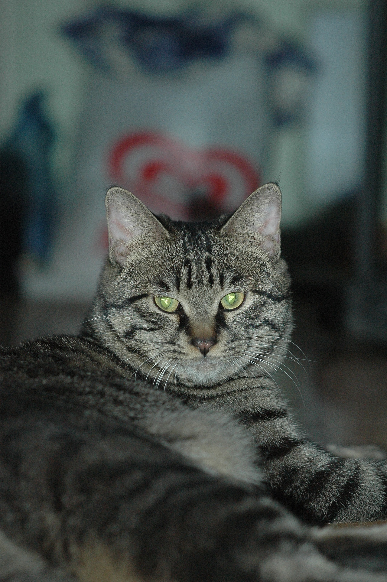 猫 小猫 红虎斑 - Pixabay上的免费照片 - Pixabay