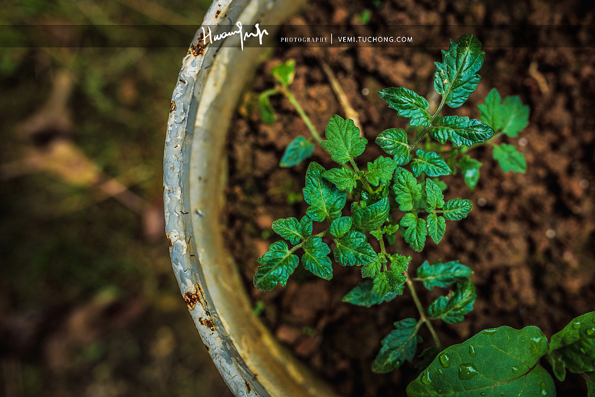 学校的花花草草