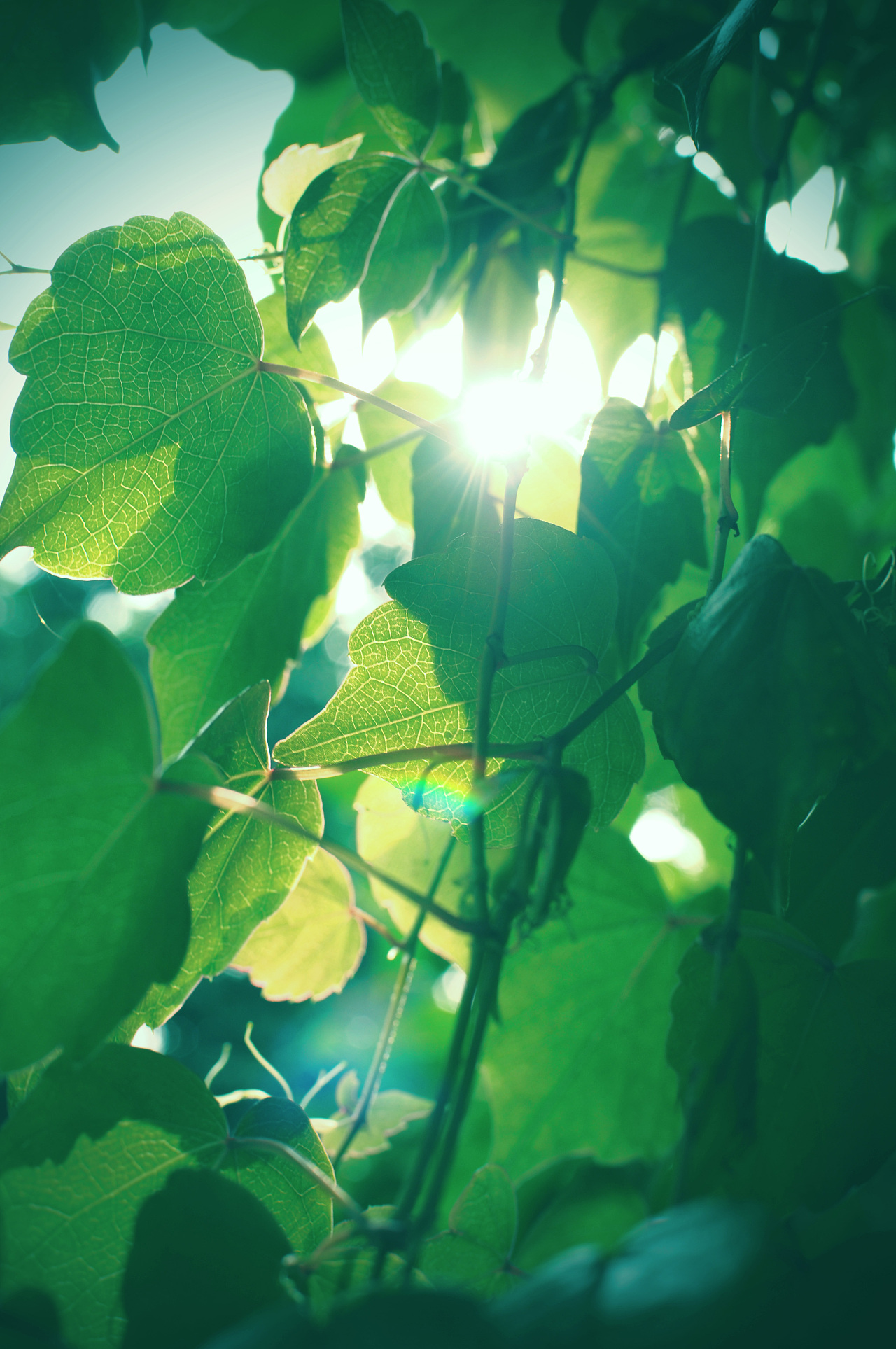 绿色植物|摄影|人文/纪实摄影|winop546 - 原创作品 - 站酷 (zcool)