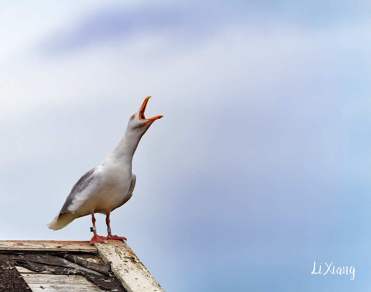 北极之旅作品整理（一）（图ZNTgwMTc3NTI=） - 风光摄影 - 站酷设计师S李想原创素材 - 站酷ZCOOL