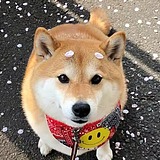 究极臭猪的头像
