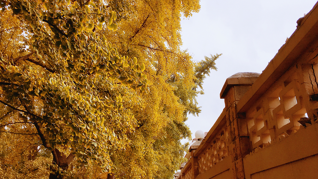 银杏大道 锁 清 秋（图ZNjE3NTI4NDQ=） - 风光摄影 - 站酷设计师Jauver原创素材 - 站酷ZCOOL