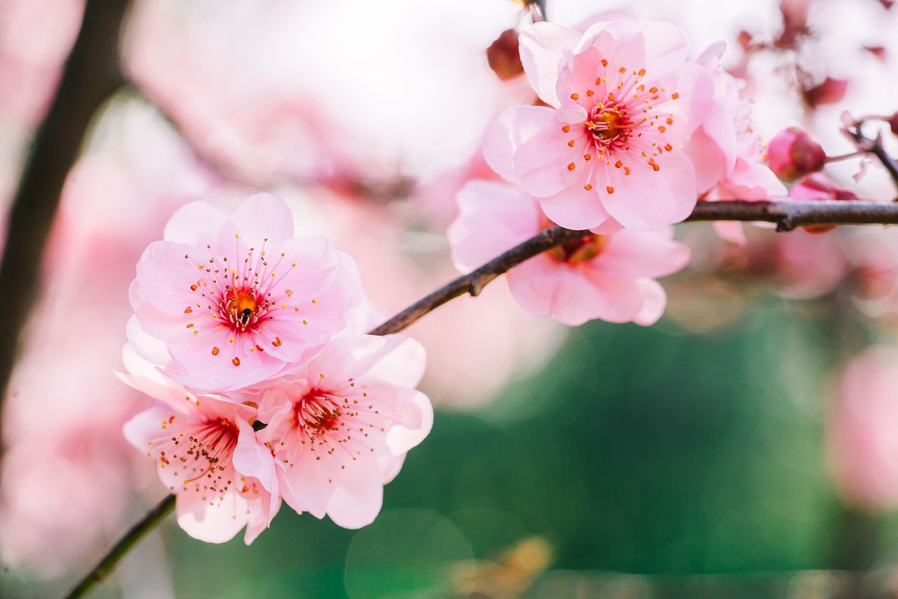 早春赏花图鉴（图ZMzMzMzc4Mjc2） - 风光摄影 - 站酷设计师悠图原创素材 - 站酷ZCOOL