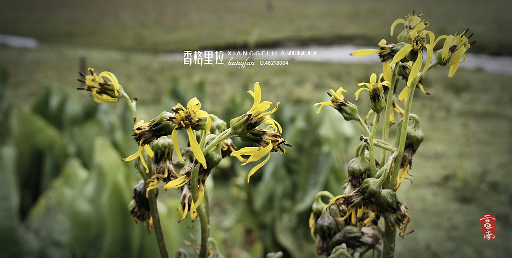 云南行 . 香格里拉(图ZNjk4MzE3Mg==) - 风光摄影 - 站酷设计师hangfan原创素材 - 站酷ZCOOL