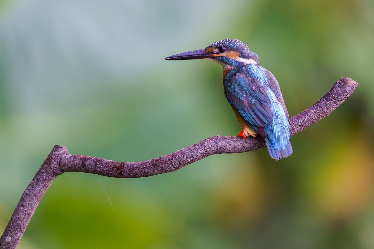 感悟自然·年度观鸟精华