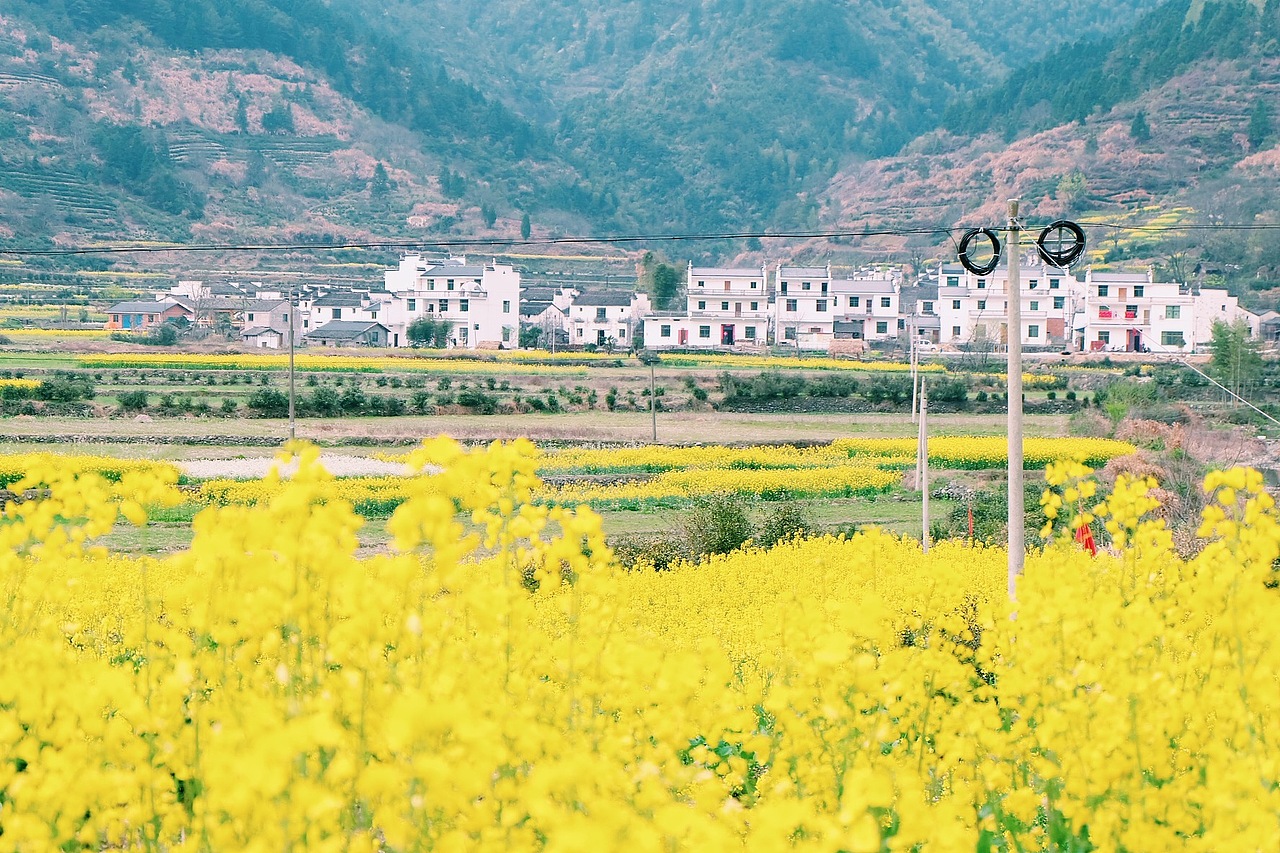 最美油菜花儿－江西婺源2016（图ZNDUyNzkzMDQ=） - 风光摄影 - 站酷设计师CherryCheng原创素材 - 站酷ZCOOL