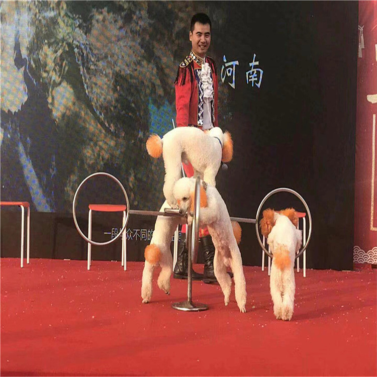 百鸟展出租各类鸟展览出租观赏鹦鹉表演秀暖场出租