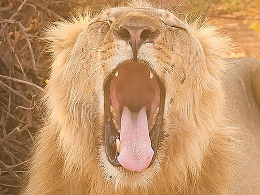 [Kenya肯尼亚] Part.1（个人主页-ZMjcxODY1Mjg=） - 宠物摄影 - 站酷设计师十元安波原创素材 - 站酷ZCOOL