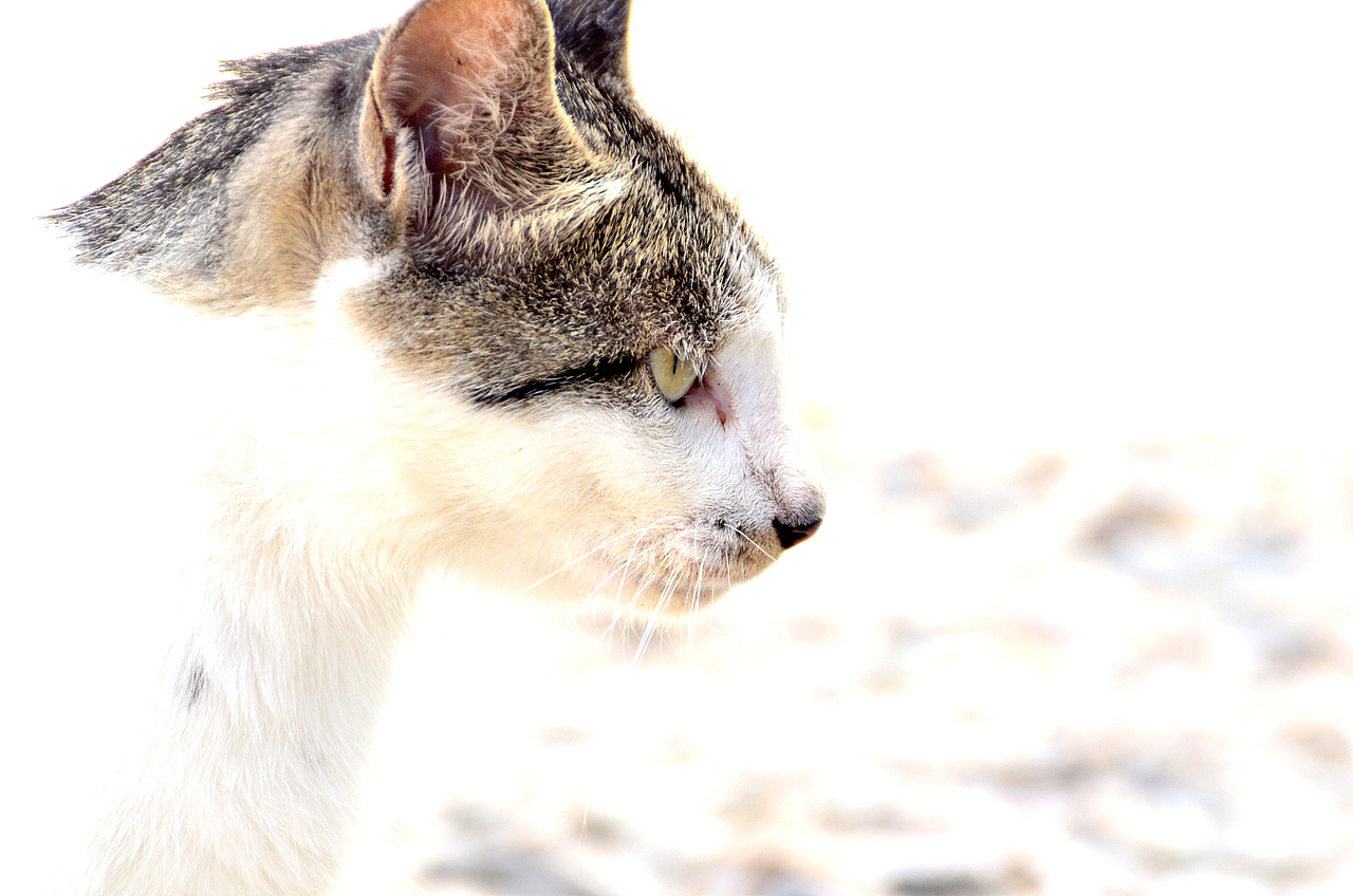 偶拍几只喵（图ZODY2NTYzNjQ=） - 宠物摄影 - 站酷设计师湖西路十六号原创素材 - 站酷ZCOOL