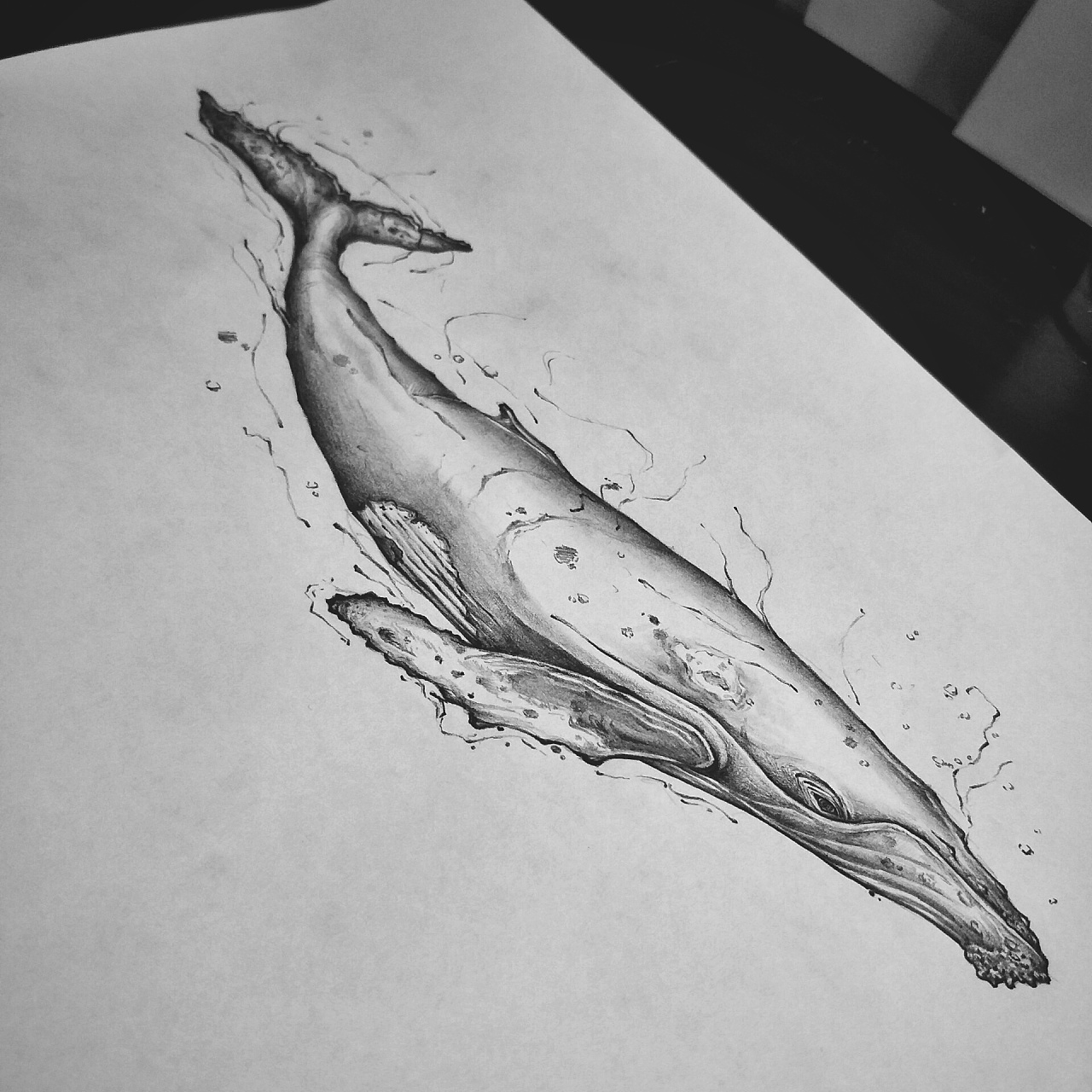     每一条鲸都完全不同