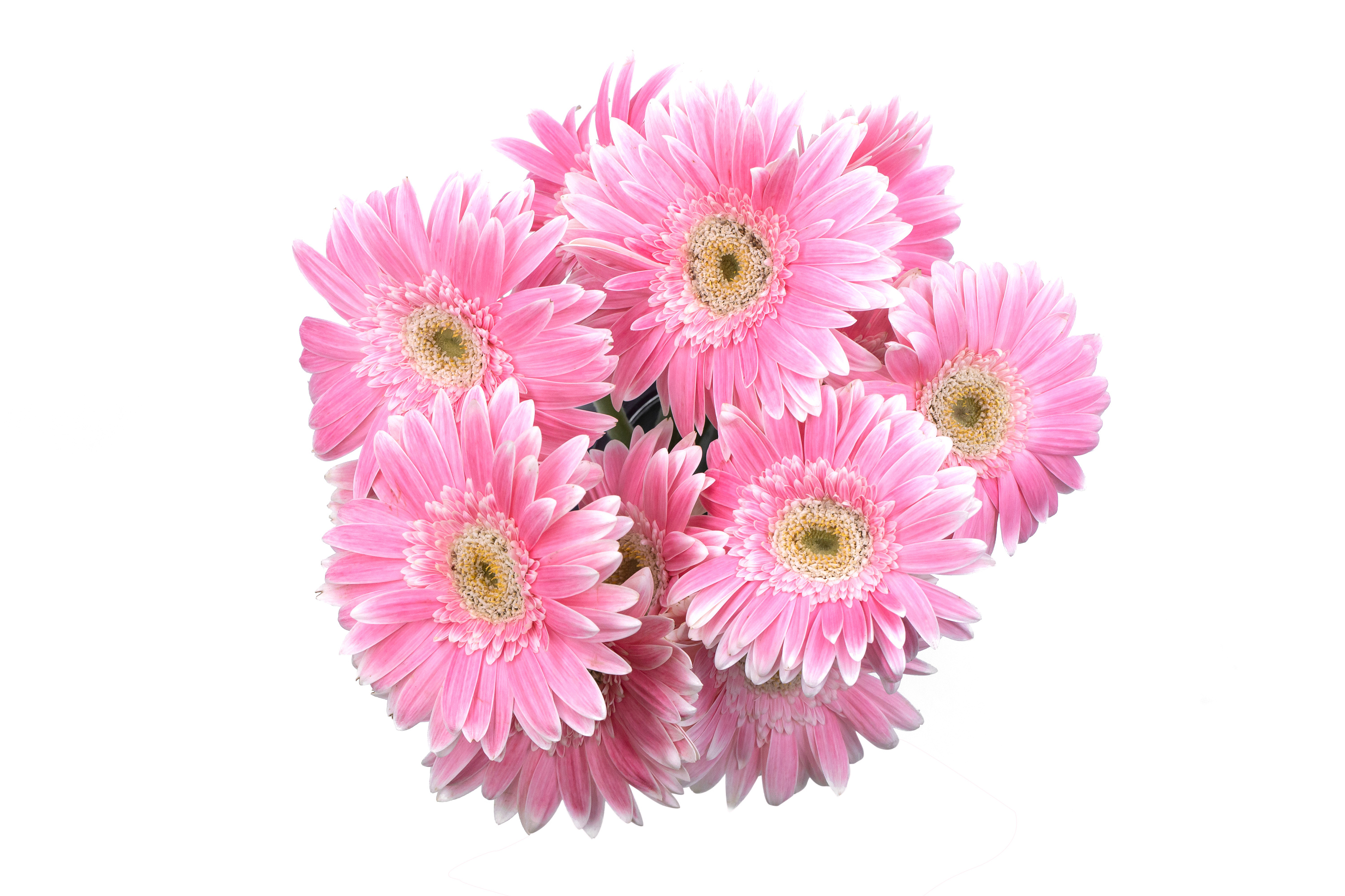 静物花卉 非洲菊