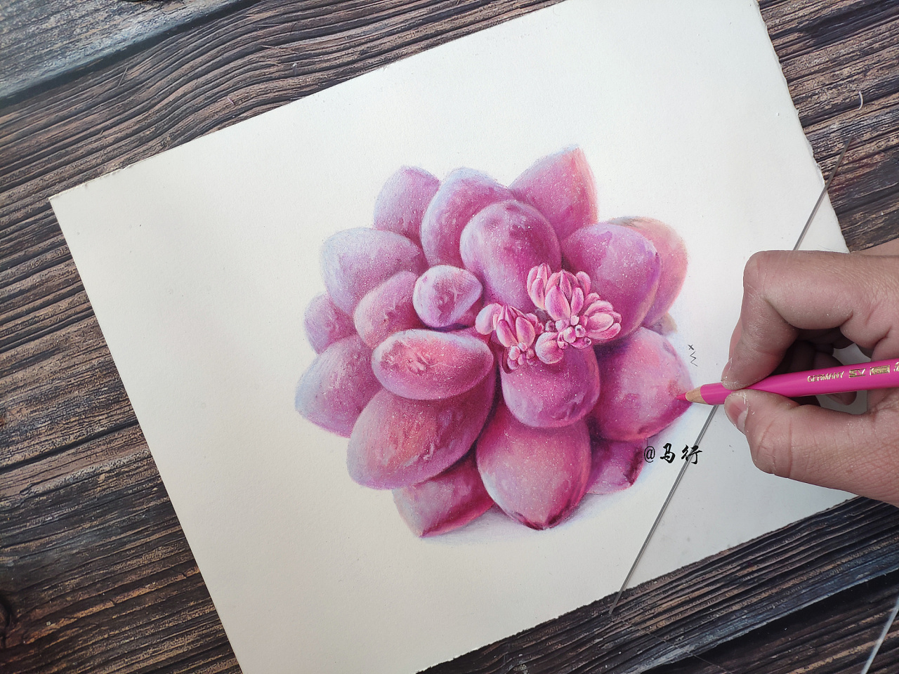 多肉桃蛋|纯艺术|绘画|马行画彩铅 - 原创作品 - 站酷 (zcool)
