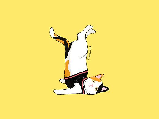 瑜伽猫咪 animal’s yoga
