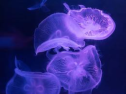 拍摄的一组水母