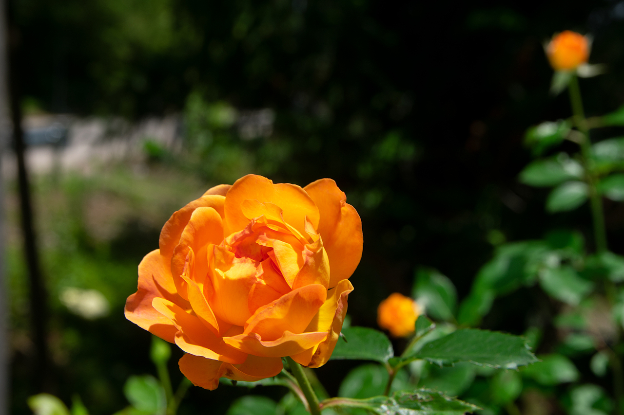 据说是黄金庆典