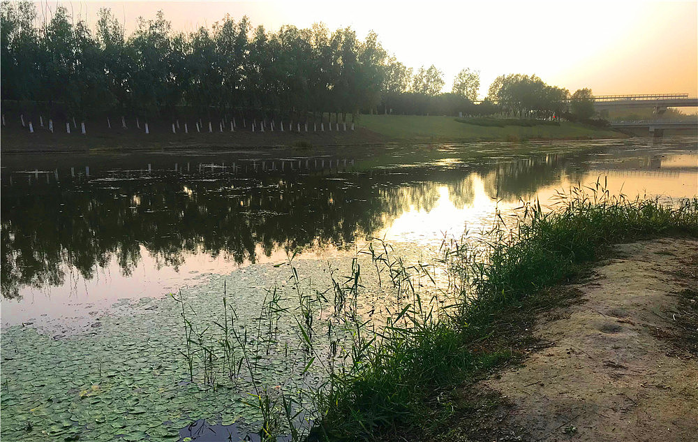 刘勇良手机摄影:晨光蛙鸣