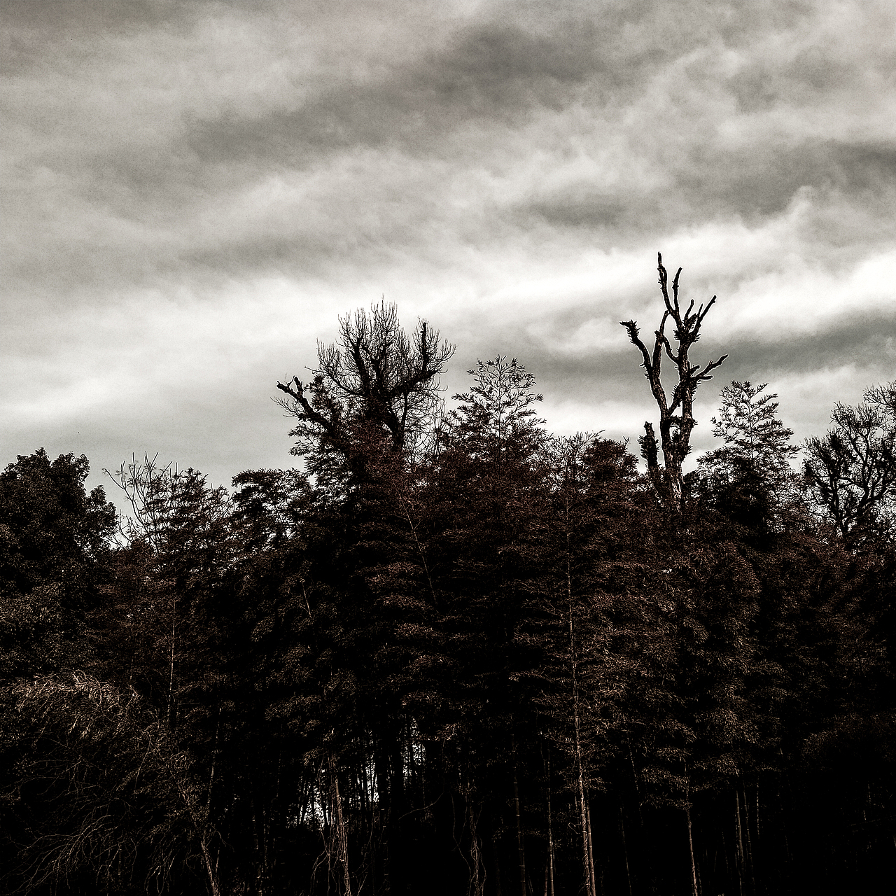 被忽视的自然美（图ZMTI0OTU3NjI4） - 风光摄影 - 站酷设计师Jauver原创素材 - 站酷ZCOOL