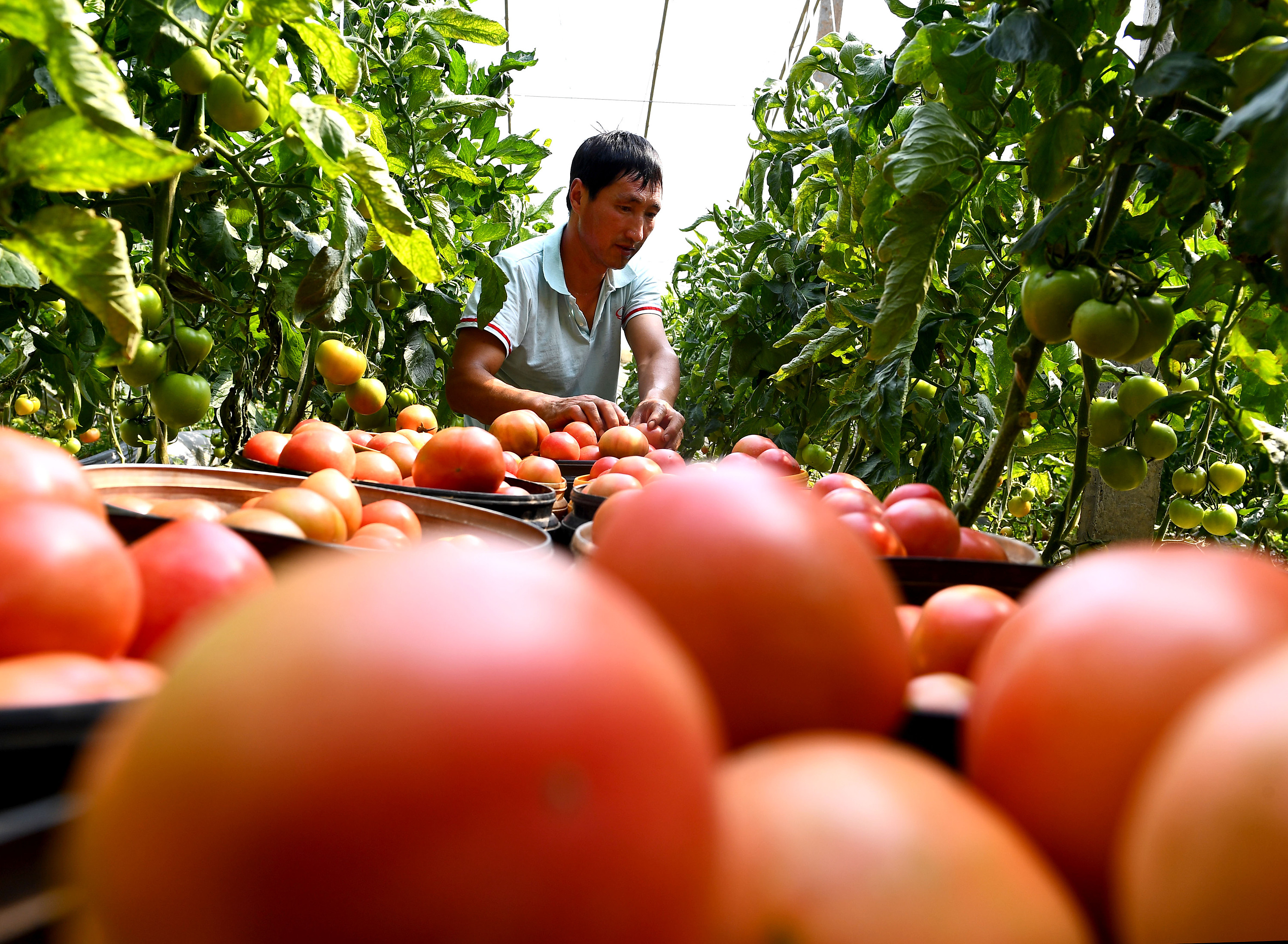 河南夏邑:大棚瓜菜助力乡村振兴|摄影|人文/纪实摄影|苗育才 - 原创