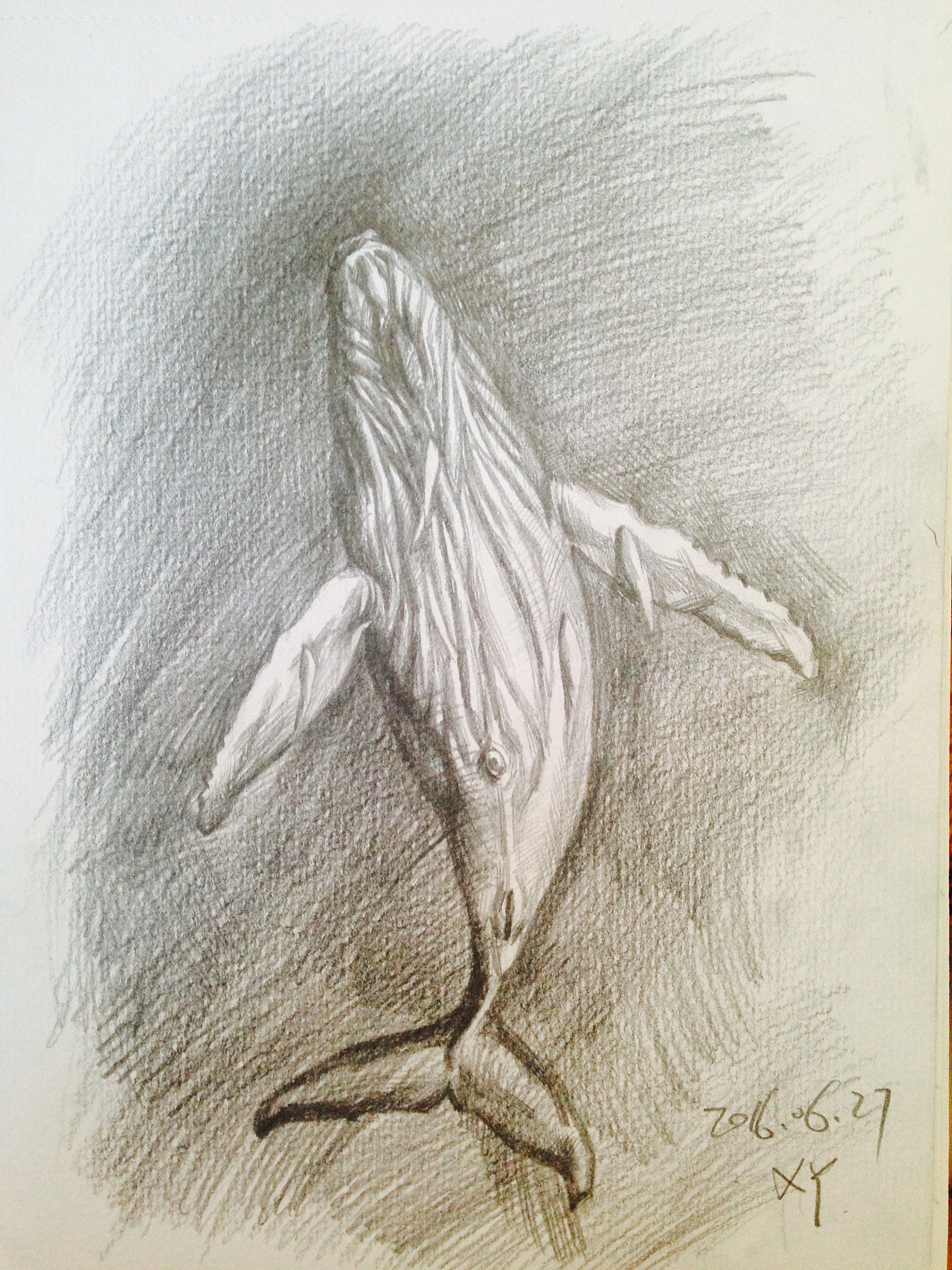 鲸鱼画法 素描图片