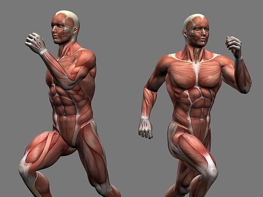 3D建模肌肉分布-肌肉参考-男人体