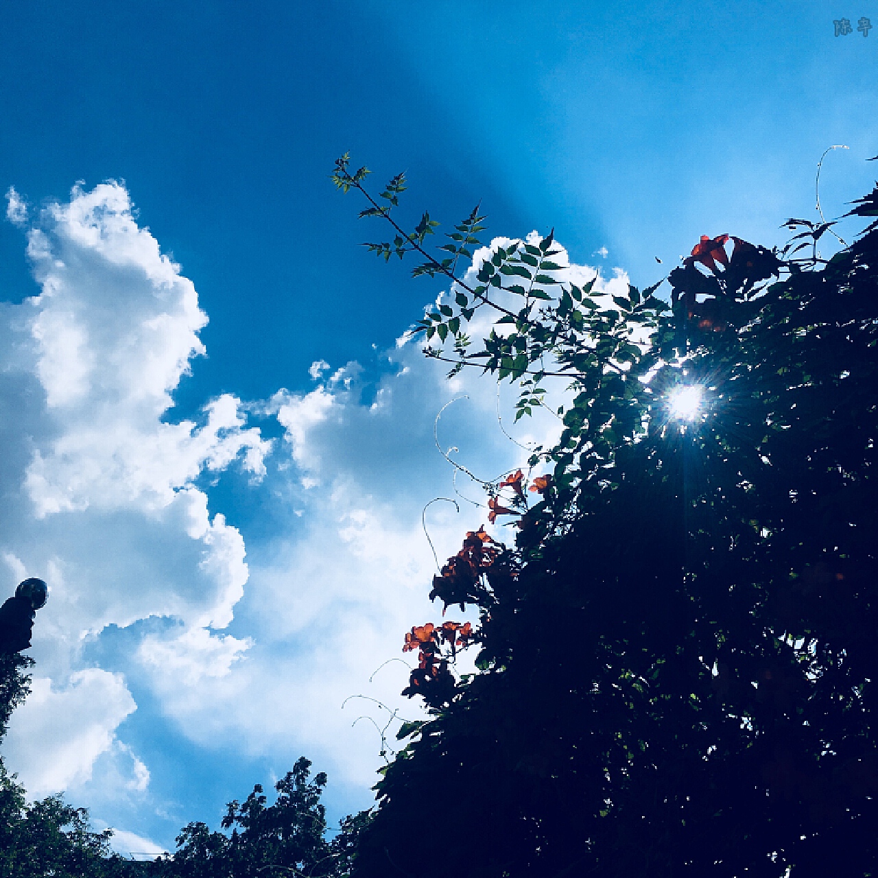夏日美丽的向日葵田 库存图片. 图片 包括有 蓝色, 户外, 问题的, 花瓣, 增长, 背包徒步旅行者 - 157112485