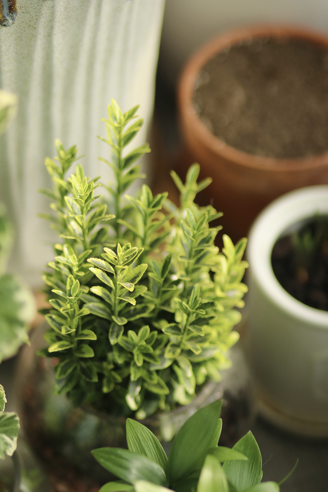 植物叶片|摄影|人文/纪实摄影|喜欢摄影的花艺师 - 原创作品 - 站酷 (