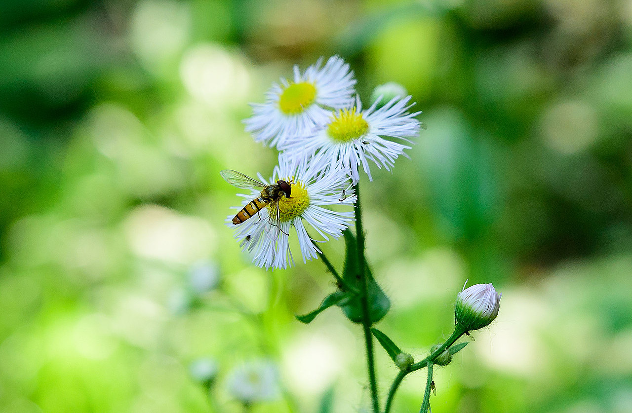 风光 | 花花草草一箩筐（图ZMTU5NjI4MjM2） - 风光摄影 - 站酷设计师小獭原创素材 - 站酷ZCOOL