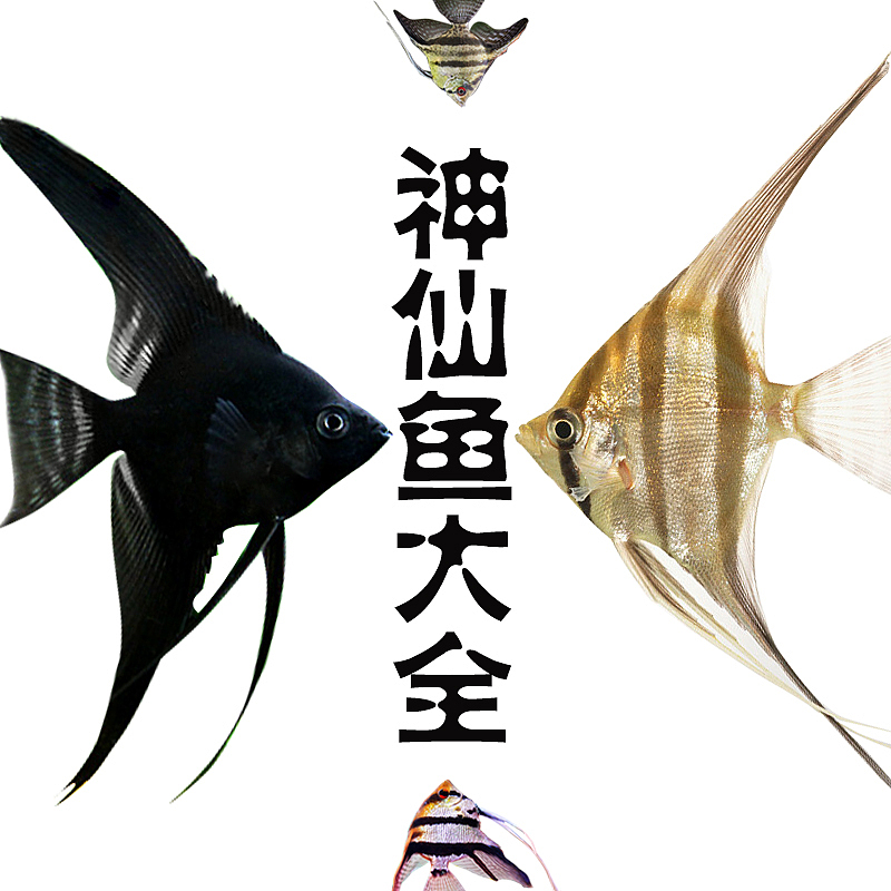 神仙鱼活体鱼淘宝产品详情页设计（图ZOTI5MTY5NTI=） - 电商 - 站酷设计师Yune陳原创素材 - 站酷ZCOOL