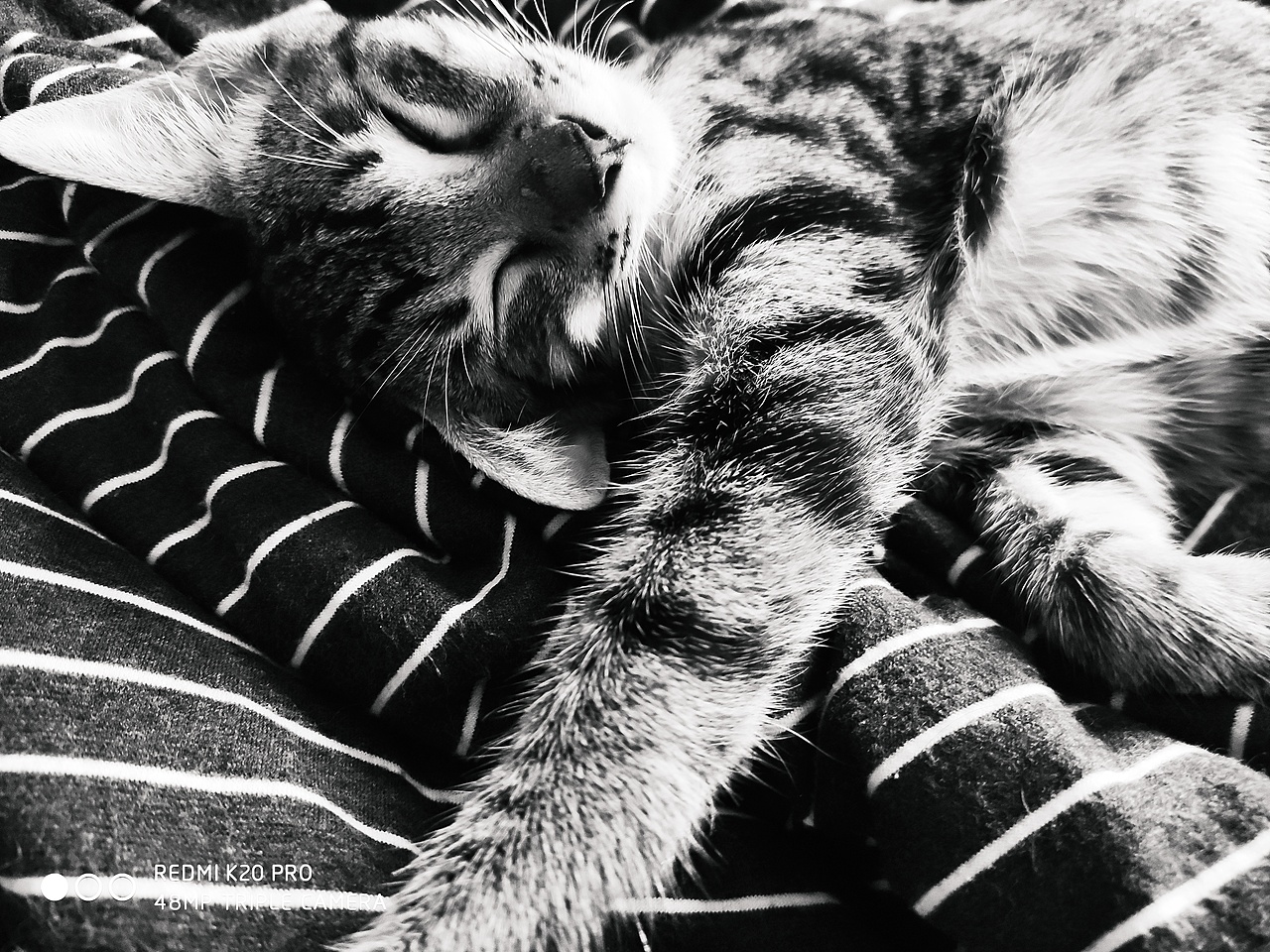 日常生活宠物照