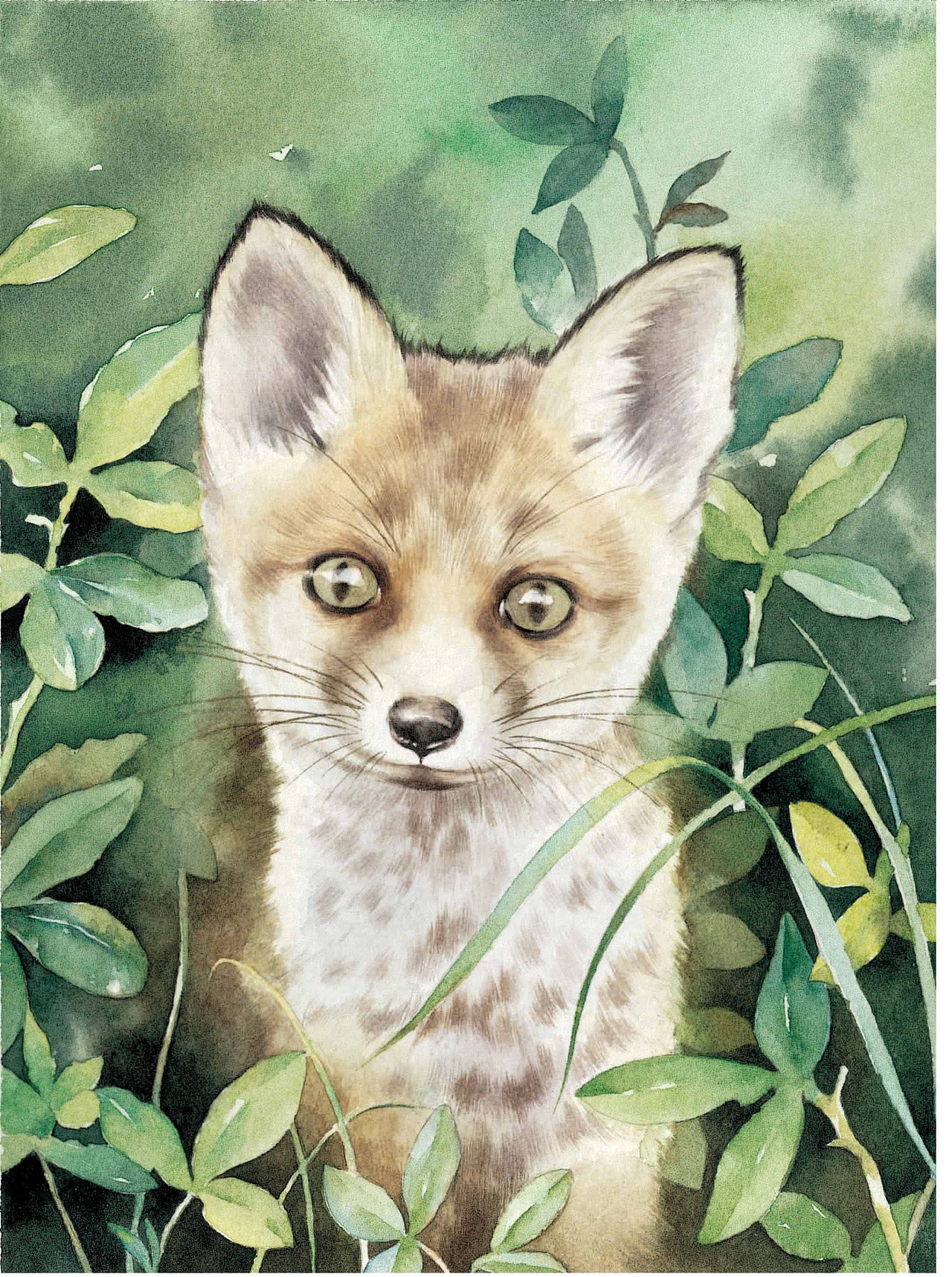 2019简熹水彩动物图鉴1.0|纯艺术|绘画|简熹_原创作品-站酷zcool