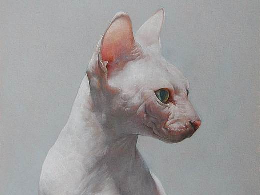 彩铅动物-无毛猫