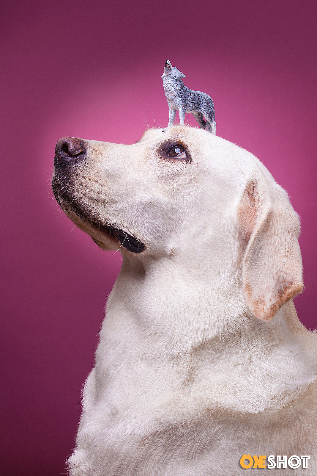 一些宠物棚拍肖像