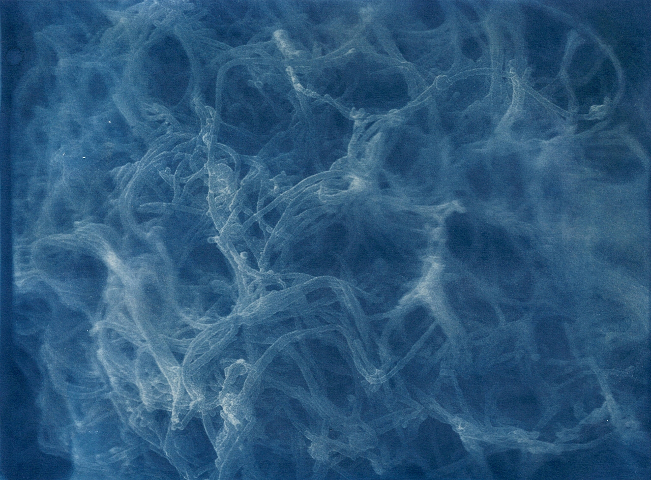 蓝晒Cyanotype - Silk & Cell