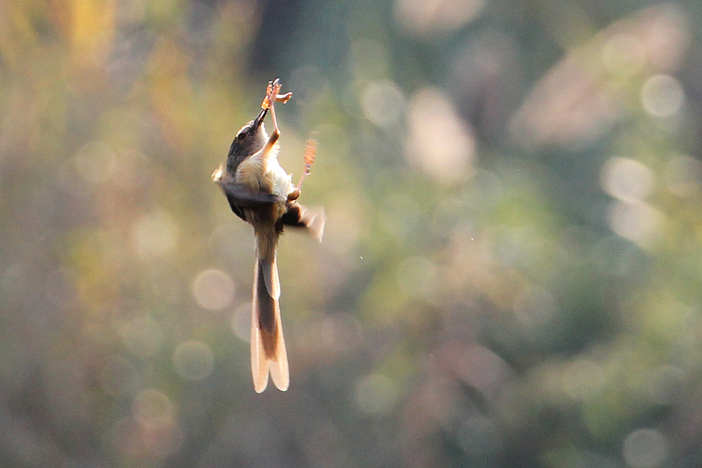  东湖公园之偶遇鸟趣&猫咪