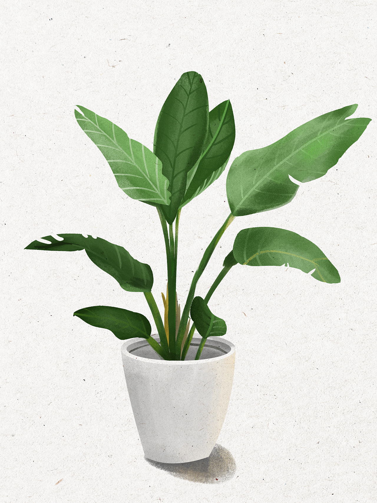 绿植|插画|创作习作|白糖粽子 - 原创作品 - 站酷 (zcool)