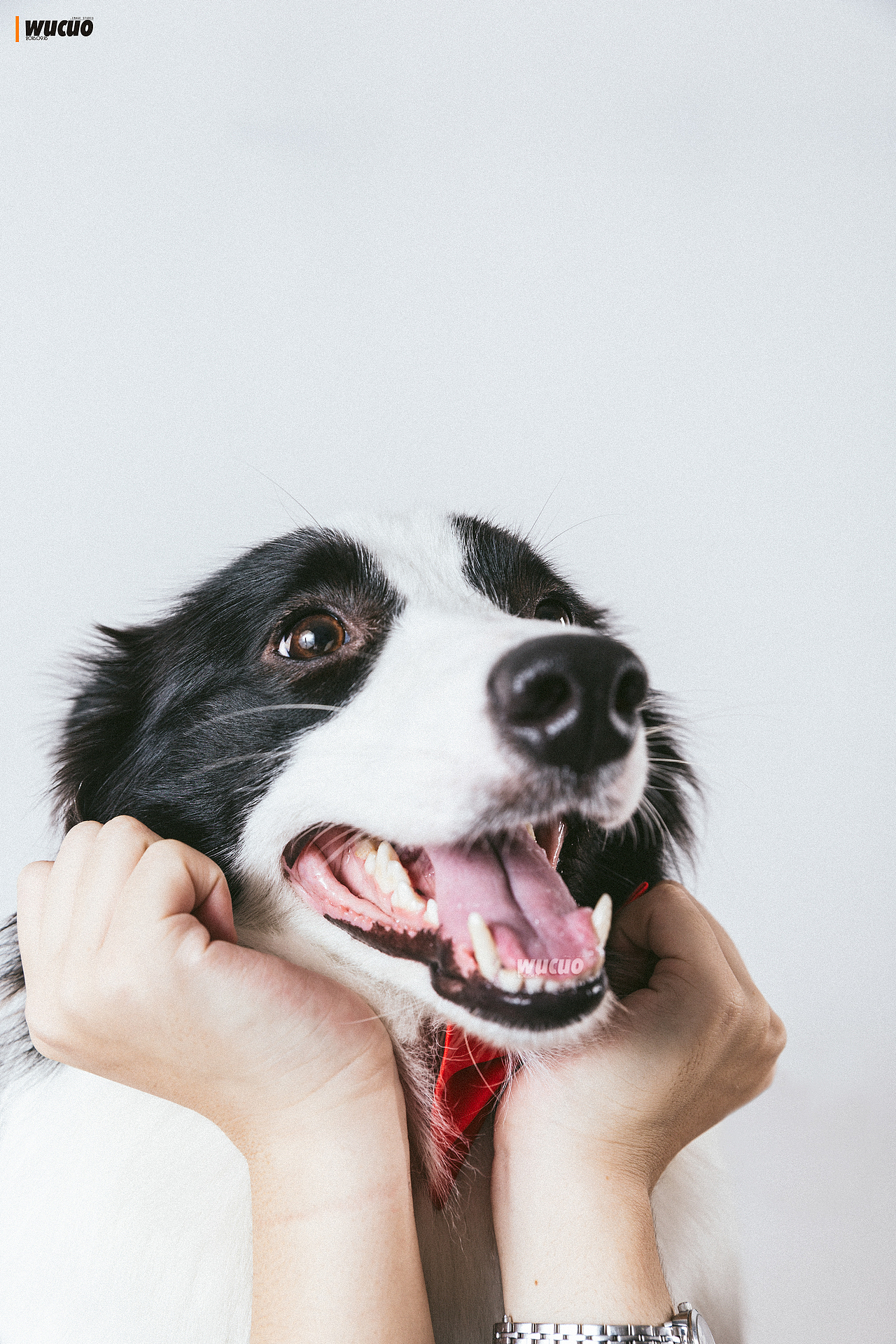 [宠物摄影] 边牧（图ZNTk0NjA2NzY=） - 宠物摄影 - 站酷设计师pingQ原创素材 - 站酷ZCOOL