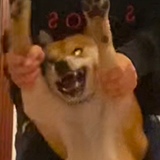 小蔡耶的头像