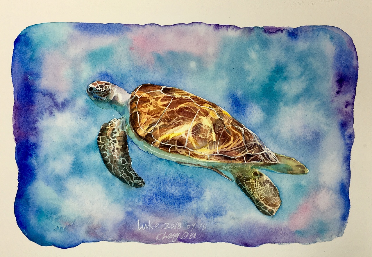 海龟|纯艺术|绘画|路加水彩 - 原创作品 - 站酷 (zcool)