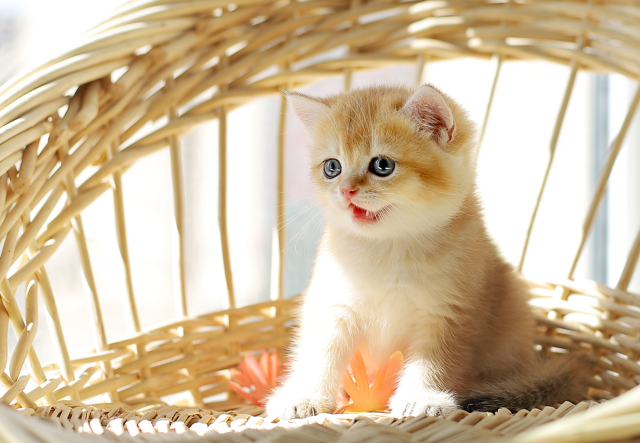 猫咪金渐层