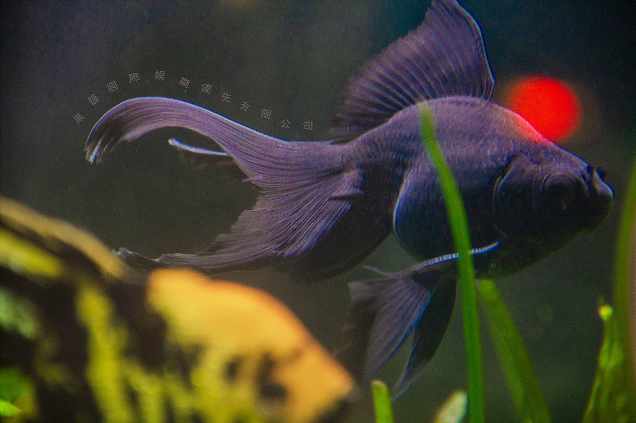 我想做一条鱼，虽然困在鱼缸里，但每天都很新奇