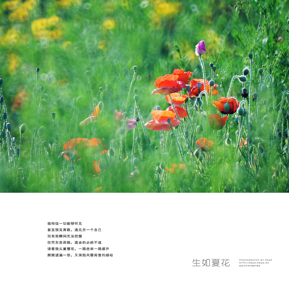 生如夏花（图ZMjk4OTk4MTI=） - 风光摄影 - 站酷设计师pear1103原创素材 - 站酷ZCOOL