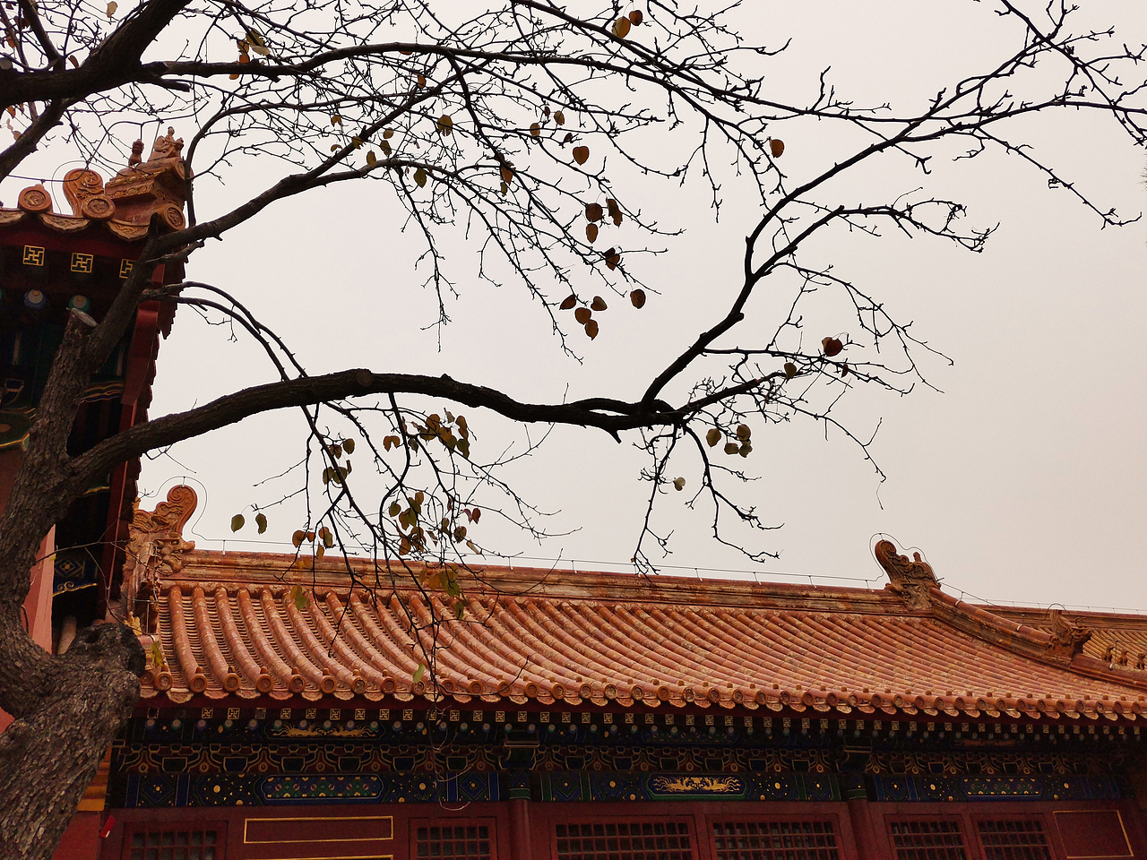 故宫-柿子红了（图ZMTg2MzA2MzM2） - 人文/纪实摄影 - 站酷设计师嗨皮工坊原创素材 - 站酷ZCOOL