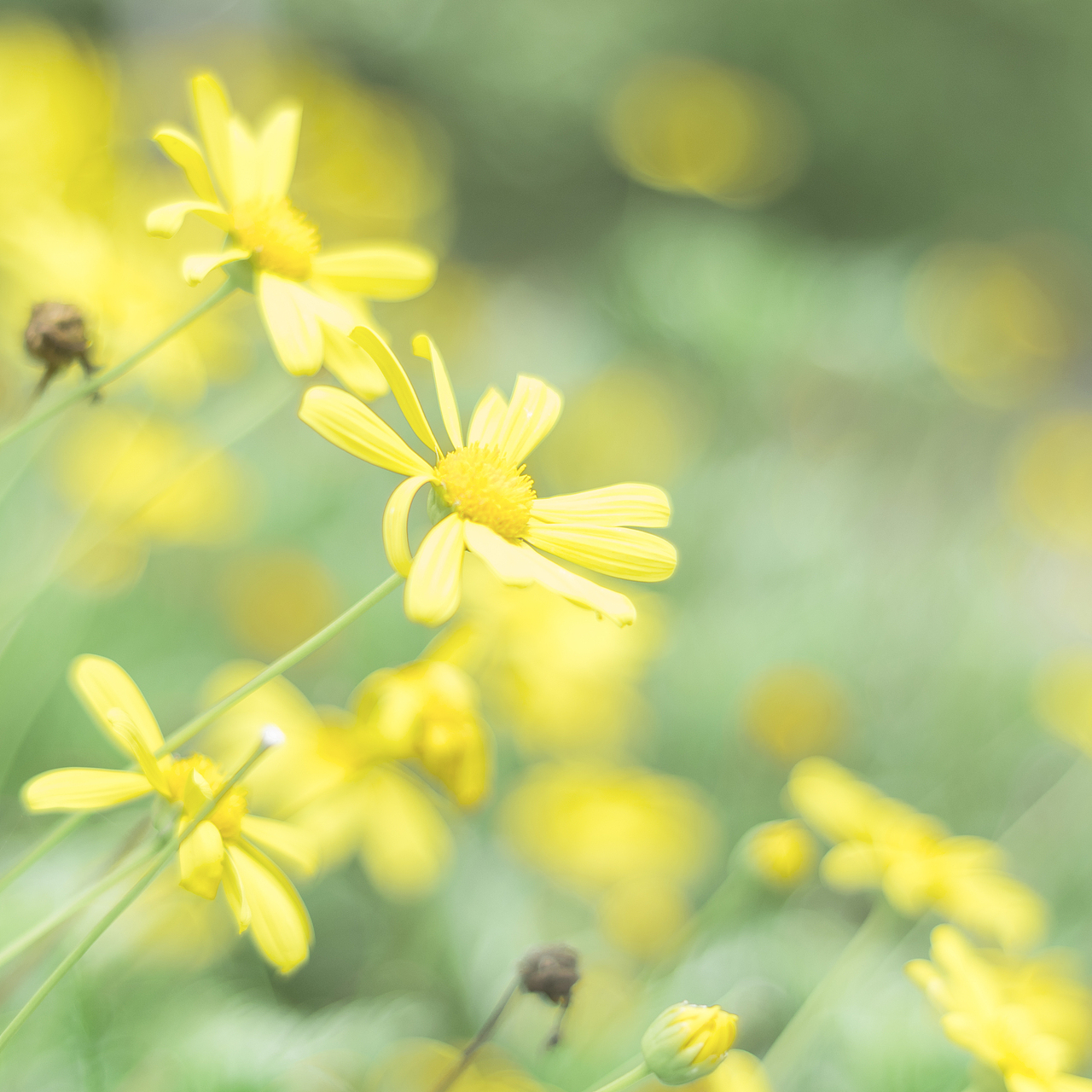 清新景物花朵摄影