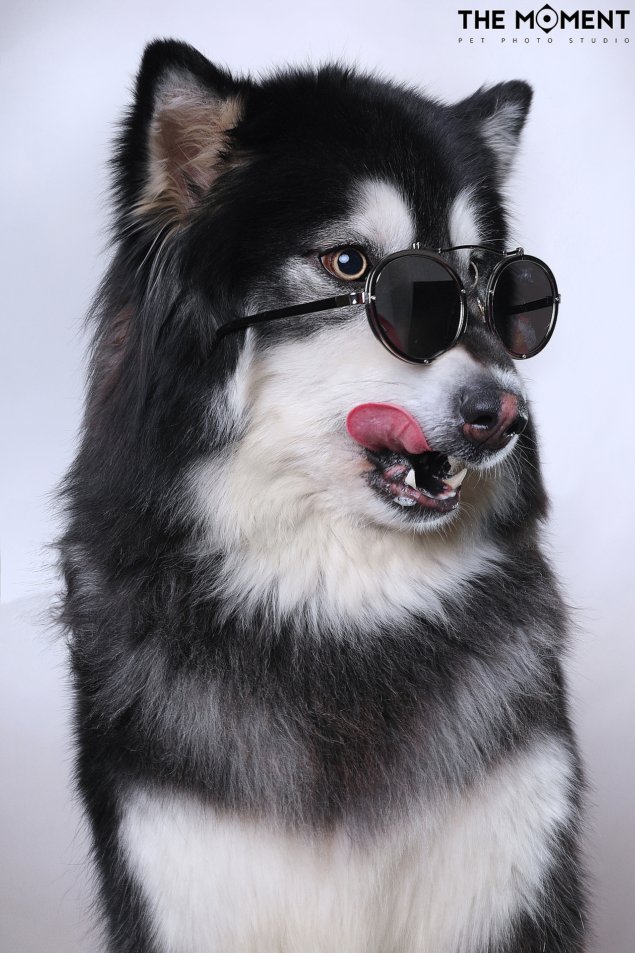 宠物摄影 萌宠造型秀