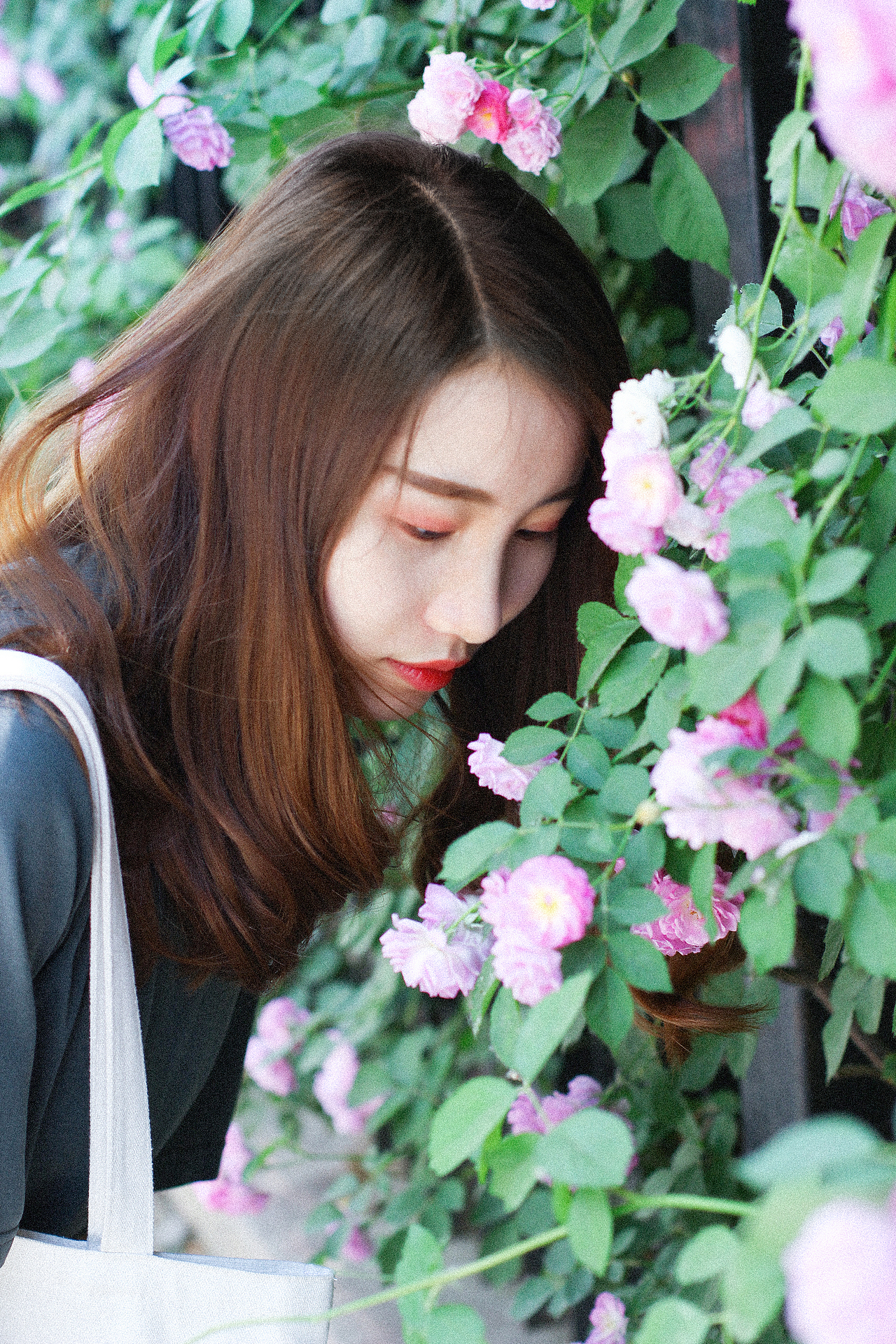 2018年5月份北京的蔷薇花和少女花花。